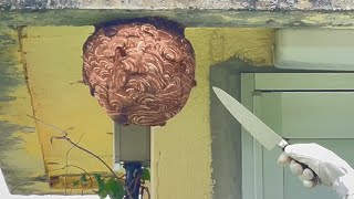 スズメバチの巣を包丁でバラす