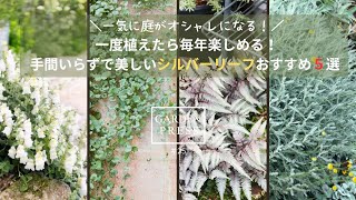 【手間いらずのシルバーリーフ５選】植えるだけでオシャレ感UP!|花がなくても美しい庭に｜おすすめシルバーリーフ　＃ガーデニング #おしゃれな庭
