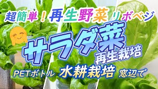 超簡単！『サラダ菜』再生栽培＊リボベジ＊窓辺で水耕栽培＊Petボトル