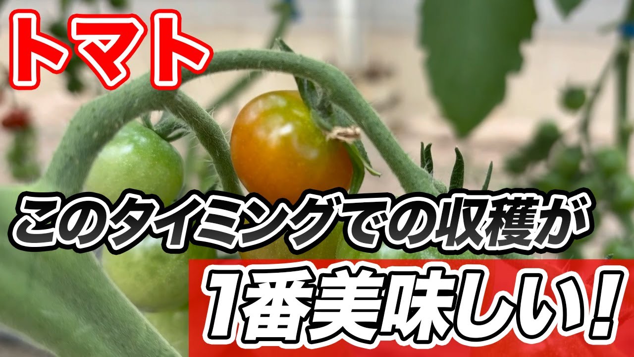 サムネ