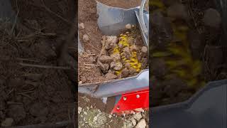 The 2-3 ALL-STAR Screening Bucket handling large stones whilst topsoil screening