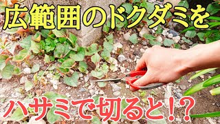 雑草対策｜今から面白いドクダミ駆除の映像をお見せします。