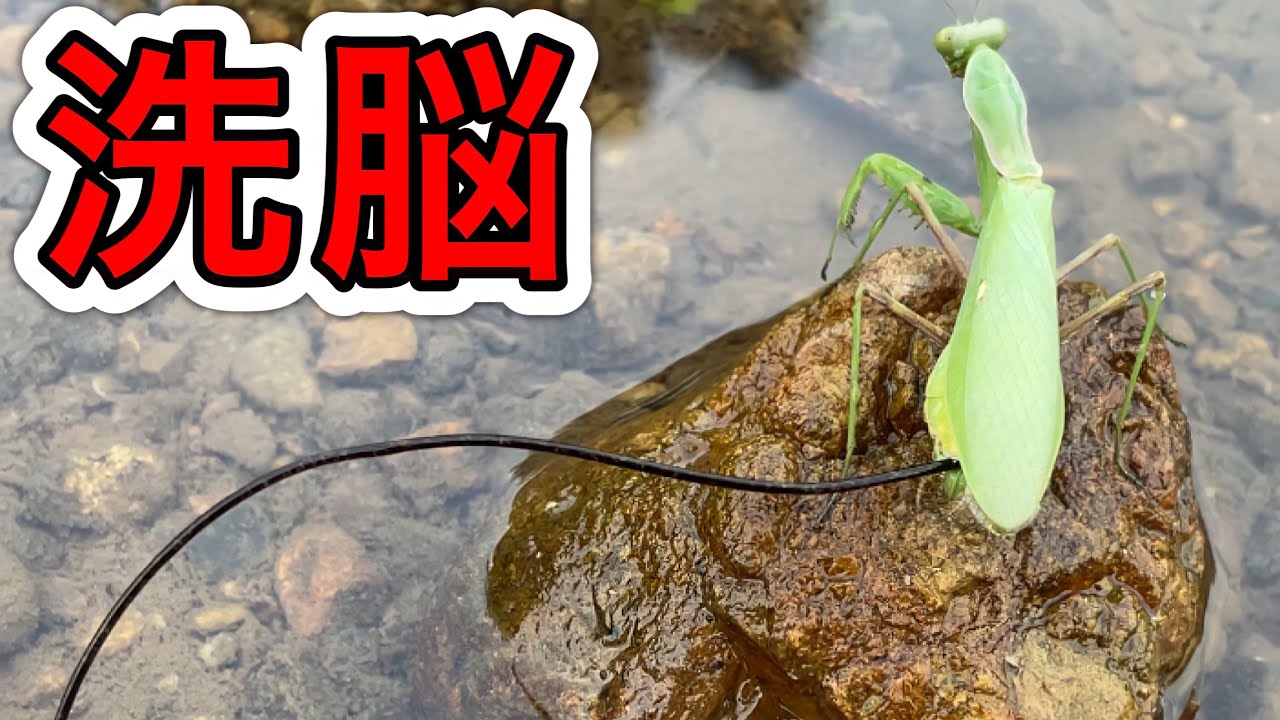 サムネ