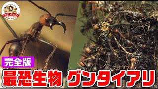【超閲覧注意】危険!大群!猛毒!ジャングルを埋め尽くす黒い悪魔!すべての生物を食い尽くす大軍団グンタイアリを命がけの撮影(完全版)【どうぶつ奇想天外/WAKUWAKU】