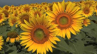JAZZ ORIGINAL BGM with sunflowers