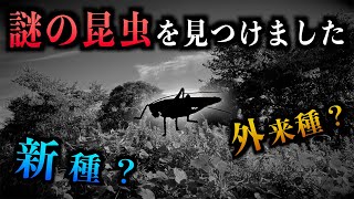 【ガチ】今まで日本で確認されていなかった昆虫を見つけました