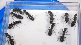 女王アリだけで巣作りさせた結果…