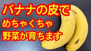 【スゴい肥料】なんとバナナの皮が野菜の肥料になってしまいます!安い、便利、作りやすい、効果抜群!環境にもよくてコスパ最高!トマト、キュウリ、ナスなど何にでも使えます。