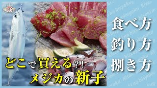 幻の魚・メジカの新子を探せ！食べ方、釣り方、捌き方を徹底調査！【奇跡の美食学】