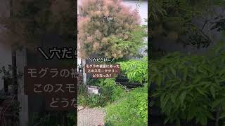 昨年モグラの被害にあった『わが家のシンボルツリーのスモークツリー』が今はどうなっているのか？は本編動画でお話しています #スモークツリー剪定 #ガーデニング #シンボルツリー #モグラ被害