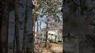 サクラオリジナル🌸 歌いました。