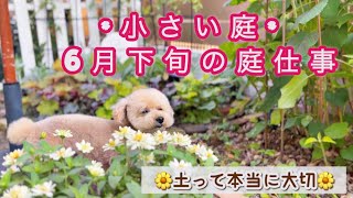 【超カルスncrと培養土の育ち方の差】土で変わるジニアの成長(2ヶ月)/pw苗の移植と成長/マーガレットの挿し芽率/虫除け対策/失敗ナップル🍍/ブルーベリーの収穫