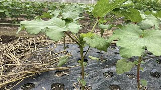 オクラの育て方は最初が大切・追肥〜支柱の立て方〜整枝作業〜病気と害虫に強い育て方のコツ【オクラの育て方・栽培方法】23/6/27