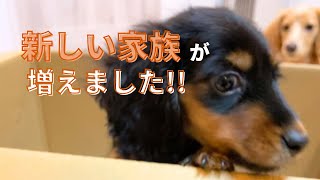 おとくんに妹ができました！仲良くなれるかな？/Oto-kun has a new baby sister! #犬 #犬のいる生活  #ミニチュアダックスフンド #dog