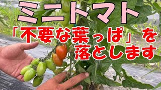 【ミニトマト】収穫が始まったら、要らない葉っぱを落としていきます。NO634（2023.6.9）