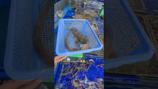 世界で最も珍しい魚介類を買う