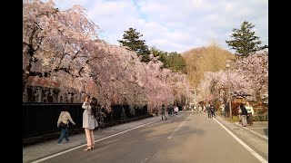 【4K絶景】秋田・角館の桜トンネル🌸武家屋敷と春の美景を歩く｜Kakunodate Cherry Blossoms in Full Bloom, Akita Japan