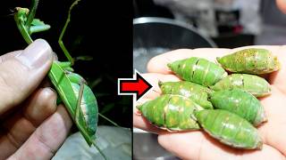 破裂寸前パンパンの外来カマキリを乱獲して食う