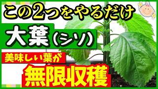 大葉(シソ)を無限に収穫する！絶対やるべき6月に行う“たった2つ”の事♪大葉の剪定・育て方【初心者・家庭菜園】
