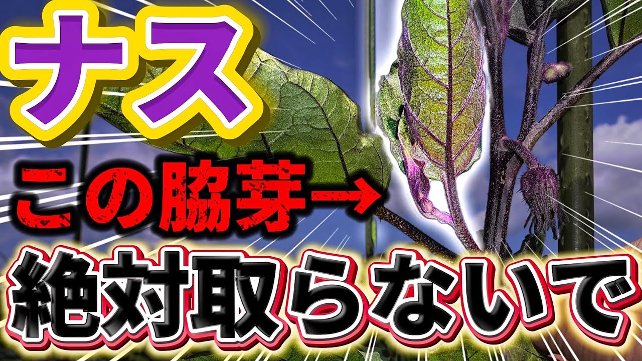 サムネ