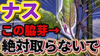 【ナス】この脇芽は取らないで！実を収穫する為に残しておくべき脇芽、取るべき脇芽についてお話します