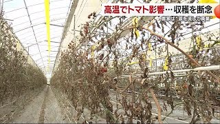 農業用ハウスのトマトがほぼ全滅　松山の農家「２４年間で初めて」真夏日続き室内４０度も【愛媛】 (25/06/27 19:44)