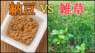 【雑草対策】雑草が生えた固い土に納豆を使って実験をしてみた