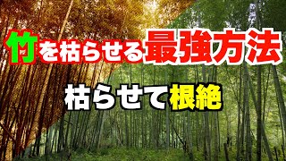 【竹、枯れます。】地下茎まで枯らして根絶やしにするやり方