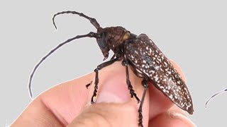 カッコよすぎるカミキリ見つけました！！