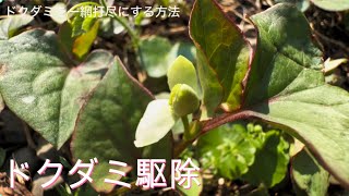 ドクダミ駆除｜除草剤不要でドクダミを永久に生えなくする方法☆