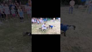 Epic Goat Race Battle: Birds vs. G-Men! 🐐🔥 #BattleOfI95