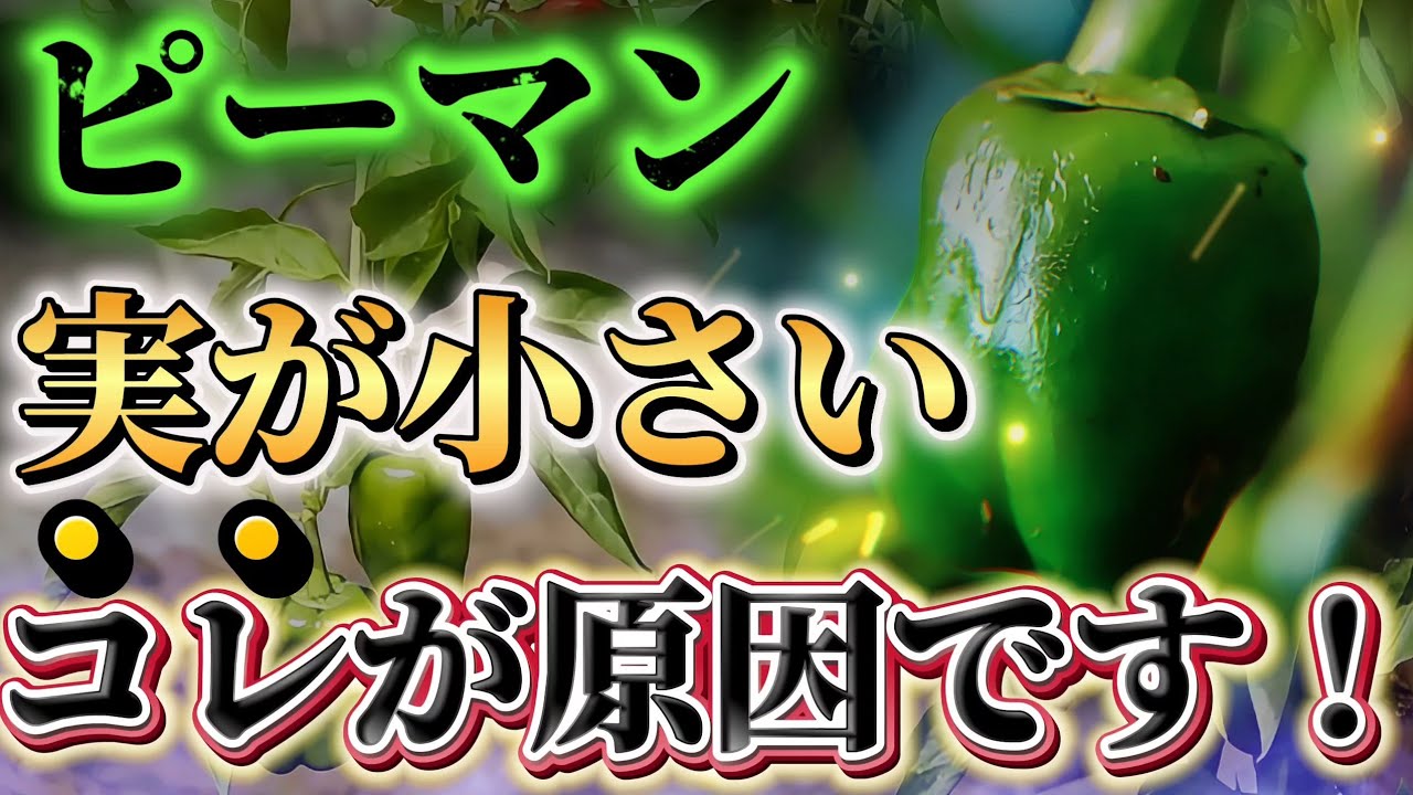 サムネ