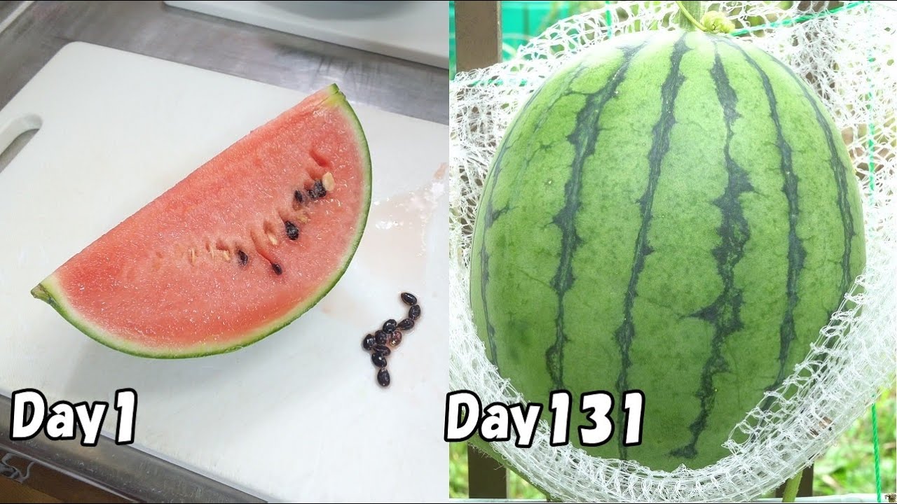 サムネ