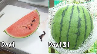 食べた小玉スイカの種を植えたら、甘いスイカがたくさん出来た…(スイカの育て方) / How to grow watermelon from store bought watermelon