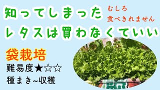 【畑もプランターも技術も要らない！】一緒につくろ😊 How to grow lettuce in a bag＃53しばみゆアットランダム #サニーレタス #袋栽培 #作り方 #簡単