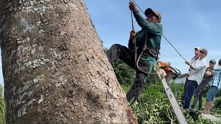 Cưa cây xà cừ siêu khủng , Ở phúc thuận thoại sơn . Cưa cây kỷ thuật cao