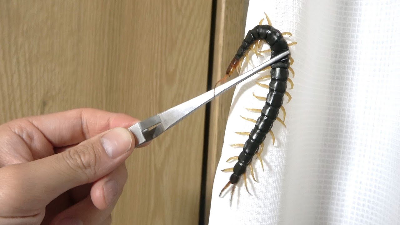 サムネ