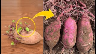芽が出ちゃったさつまいものつるを植えたら、特大サイズのさつまいもが出来た