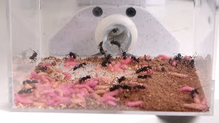 アリの巣の入り口に大量のウジ虫を放置すると…