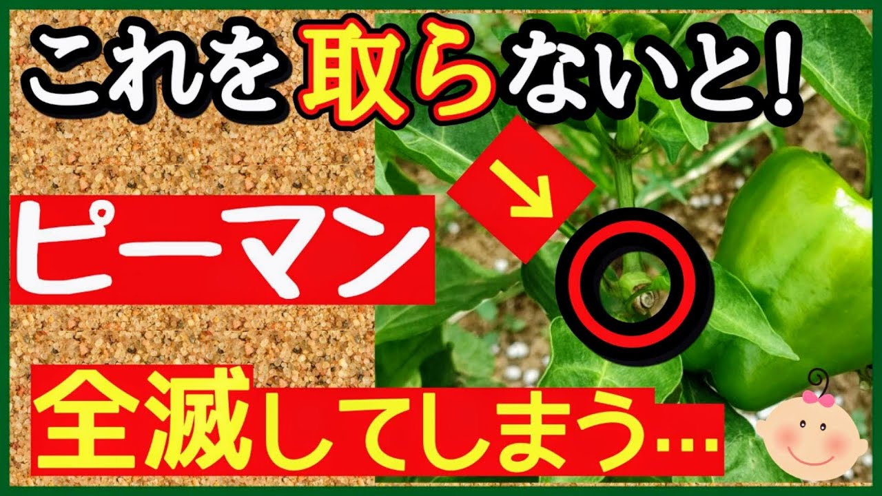 サムネ