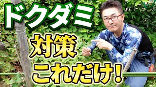 ドクダミが生えたら取るべき対応は2択。