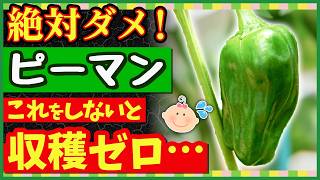 ピーマン育て方のコツ7選！家庭菜園でも50個以上収穫♪失敗しない苗選び〜収穫まで完全解説【初心者・プランターOK】