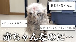 生後2ヶ月なのに「おじいちゃんみたい」とコメントされるフクロウがこちらです…