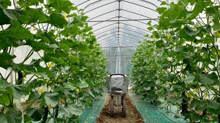 キュウリの整枝方法　親づる摘芯　上段の子づる処理と孫づる処理　20/5/28
