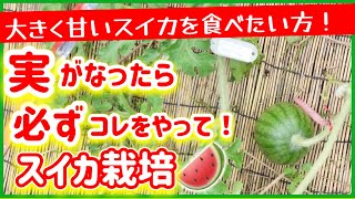 【スイカ栽培】スイカの実がなったら、必ずコレやってください！！　～みどりふぉLABO そばの庭～