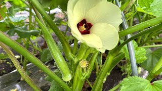 【オクラ栽培】オクラの花と葉っぱが大きくなる肥料、たくさん実る脇芽の増やし方と剪定のしかた　24/7/3