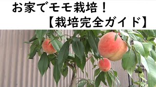 鉢植えモモ栽培　【栽培完全ガイド】