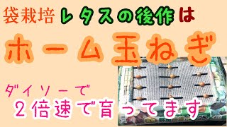 【にょきにょきが止まらない】ダイソーさん、これ使い道間違ってますよ。 #袋栽培 #ダイソー #玉ねぎ #発芽