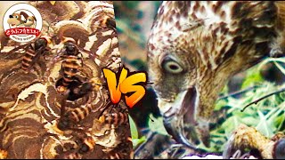 【スズメバチを喰らう】刺されると死ぬこともあるスズメバチ!その攻撃をものともせず巣を襲いハチの子を食べるのはハチクマ!?【どうぶつ奇想天外/WAKUWAKU】
