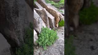 スキマ職人【セダム】で雑草対策を！ #グランドカバー #ガーデニング #雑草対策